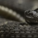 Arizona Black Rattler